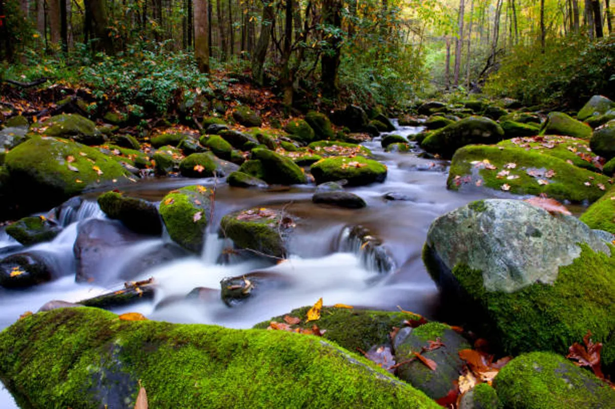 A serene view of a flowing creek with moss-covered rocks and fall leaves, surrounded by lush trees. The tranquil water and natural scenery invite exploration and relaxation, perfect for hiking or nature walks in the Smoky Mountains.
