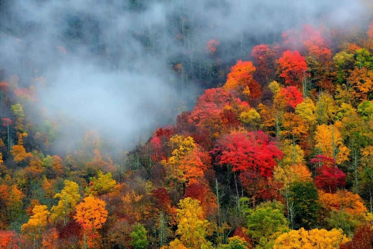 A panoramic view of vibrant autumn foliage, mist rolling over the mountains, and tranquil hillsides. The serene atmosphere invites exploration and quiet moments immersed in nature. This landscape is quintessential Smoky Mountains beauty.